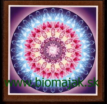 Mandala lotosu.076