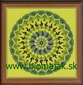 Mandala rastu.103 